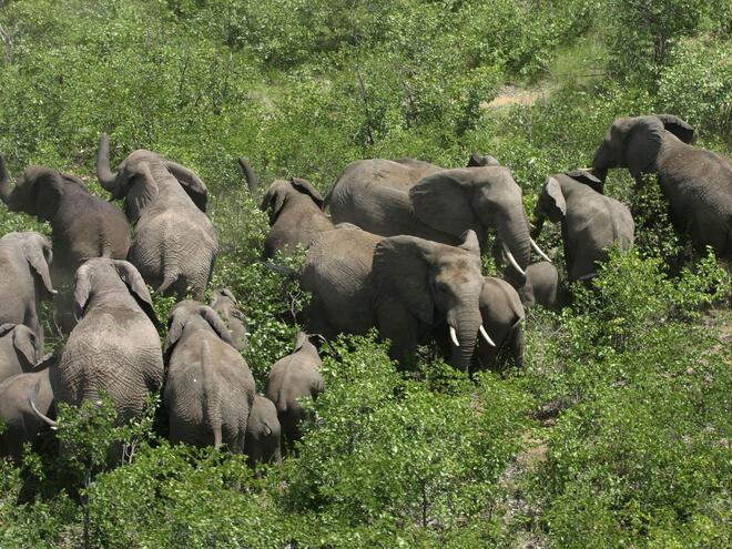 African savanna elephant | Species | WWF