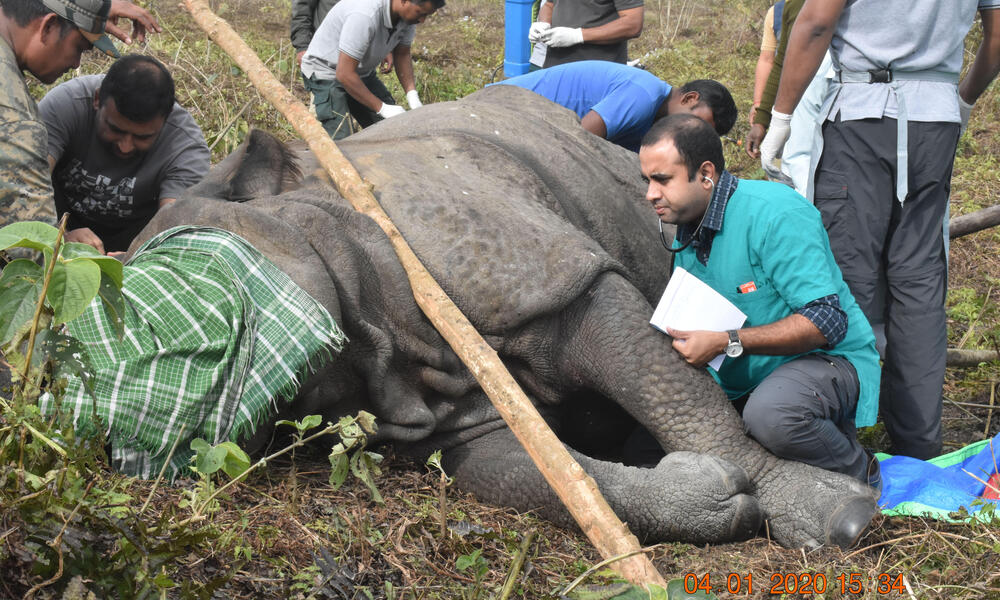A vet tends to an elephant that is safely tranquilized and laying on the ground