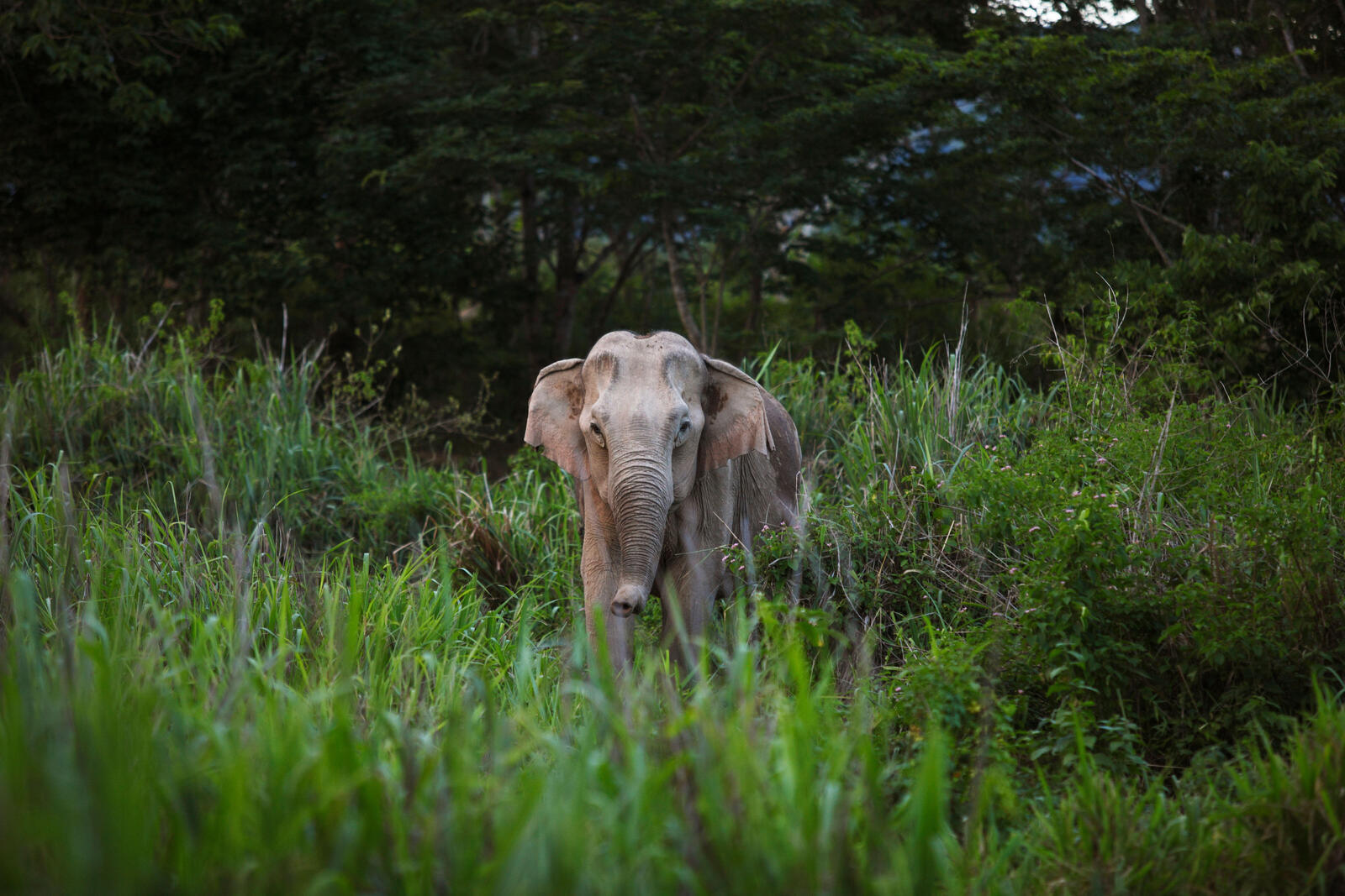 A lone elephant looks at the camera from tall grass in front of forest