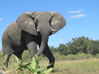 An African elephant looks towards the camera while walking through the savanna under blue skies. 