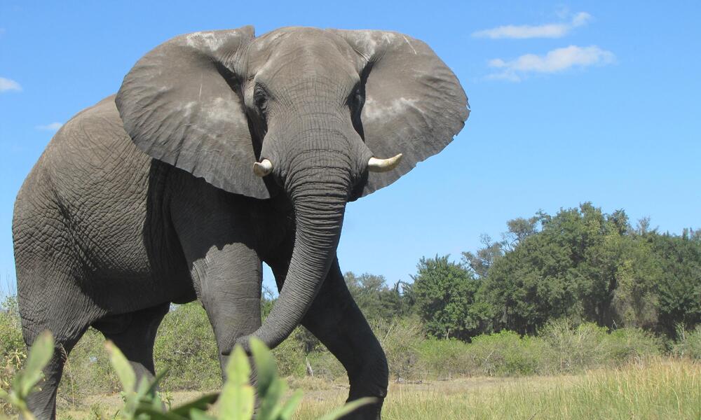 An African elephant looks towards the camera while walking through the savanna under blue skies. 