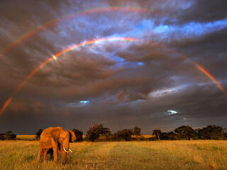Elephant under a rainbow