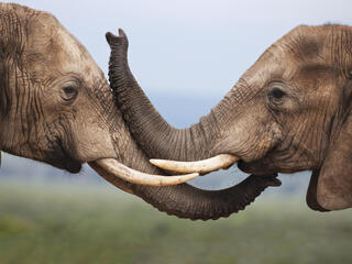 elephants linking tusks