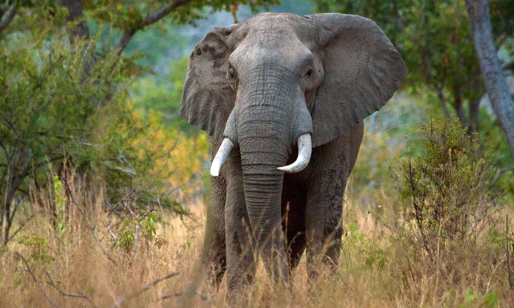 an elephant in Selous reserve