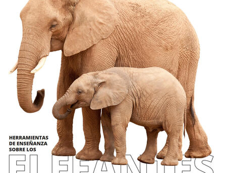 Herramientas Completas sobre los Elefantes