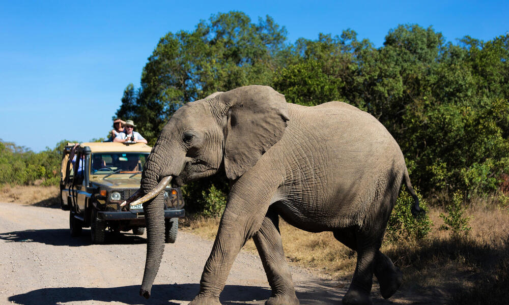 tourists watch an elephant