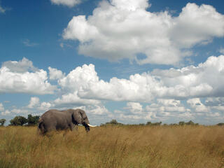 African elephant in tall grass