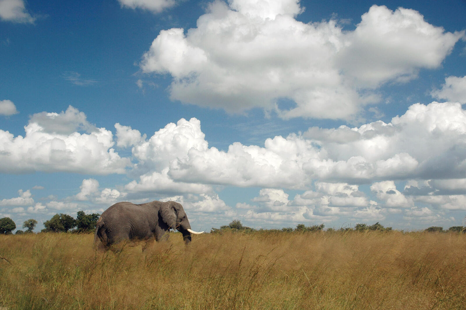 African elephant in tall grass