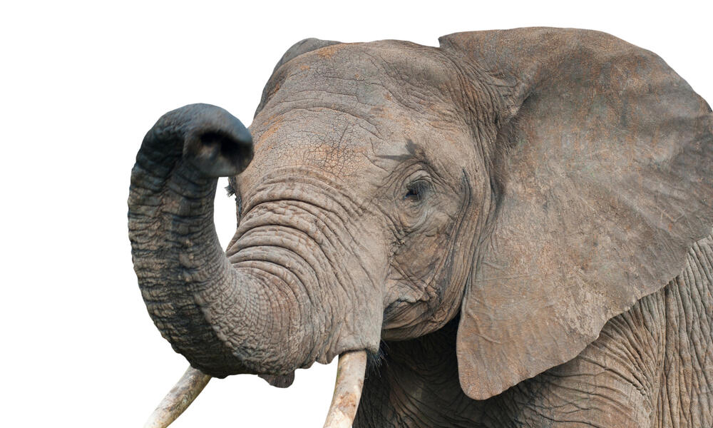 African elephant on a white background