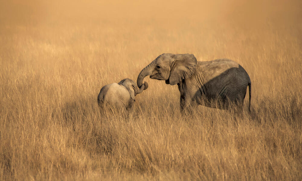 Elephant and calf in tall grasses