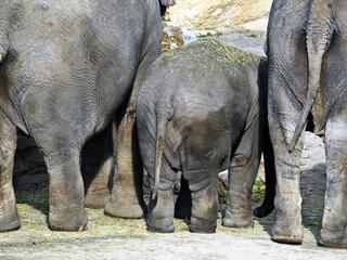 Three elephants are viewed from behind