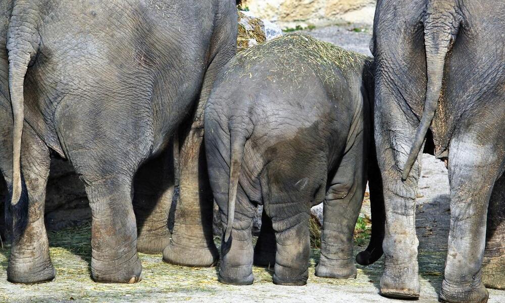 Three elephants are viewed from behind