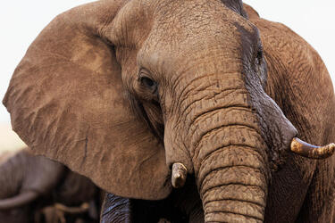 A close up view of an Africa Elephant with it's head turned and eyes facing the camera