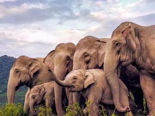 Multiple elephants huddled together looking into one direction