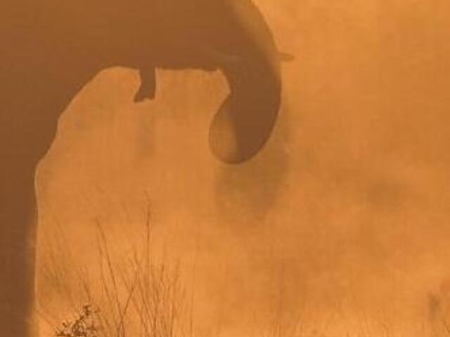 At dusk, hundreds of elephants move through the brush near the Kwando River’s famous “horseshoe” bend  in eastern Namibia.