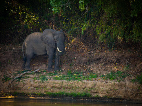 Elephant by the Rufiji River in Selous.