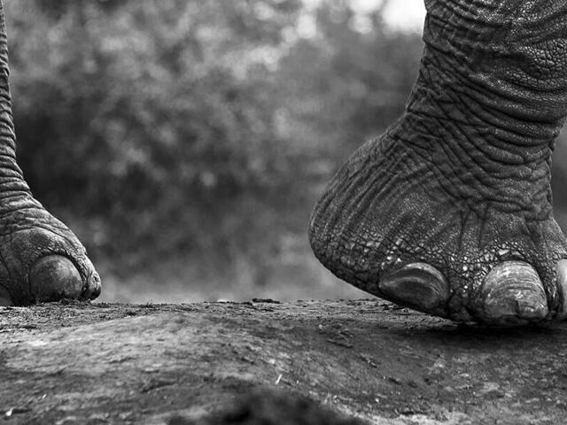 Black and white photo of elephant feet