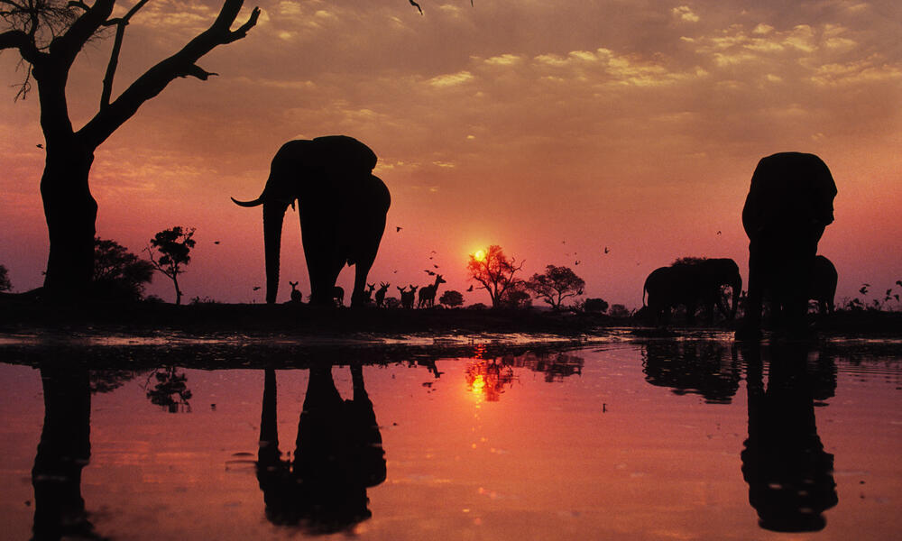 Elephant silhouettes at dusk