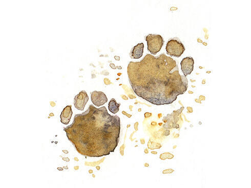 Illustration of elephant tracks