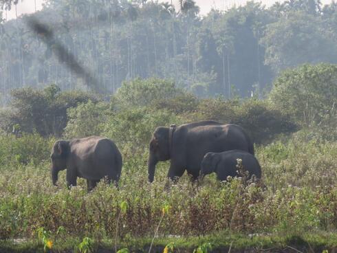An adult elephant wearing a collar walks alongside two calves