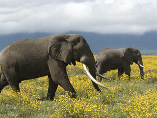 Two African elephants roaming the flowery grass land in Tanzania