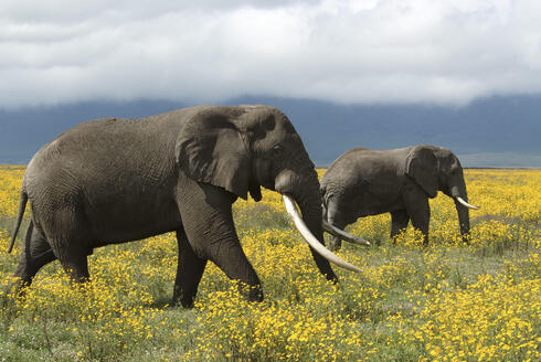 Two African elephants roaming the flowery grass land in Tanzania