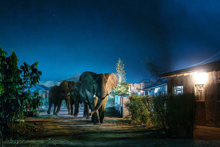 Elephants walking through a village