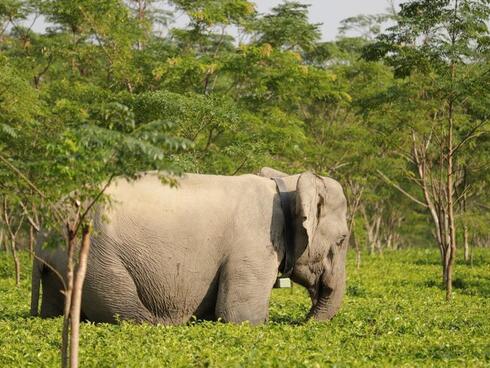 An elephant walks through the underbrush 