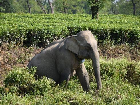  Elephant walks with a collar through lush greenery