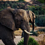 elephants namibia