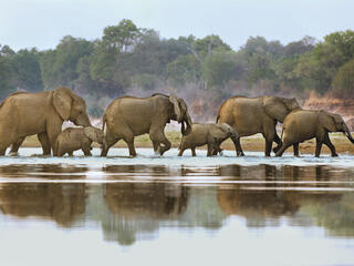 elephants walking in water