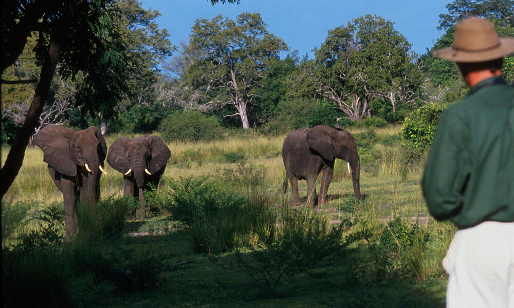 Elephants in Selous