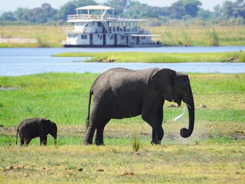 A mother elephant and calf walk in front of a river with a white boat in the background