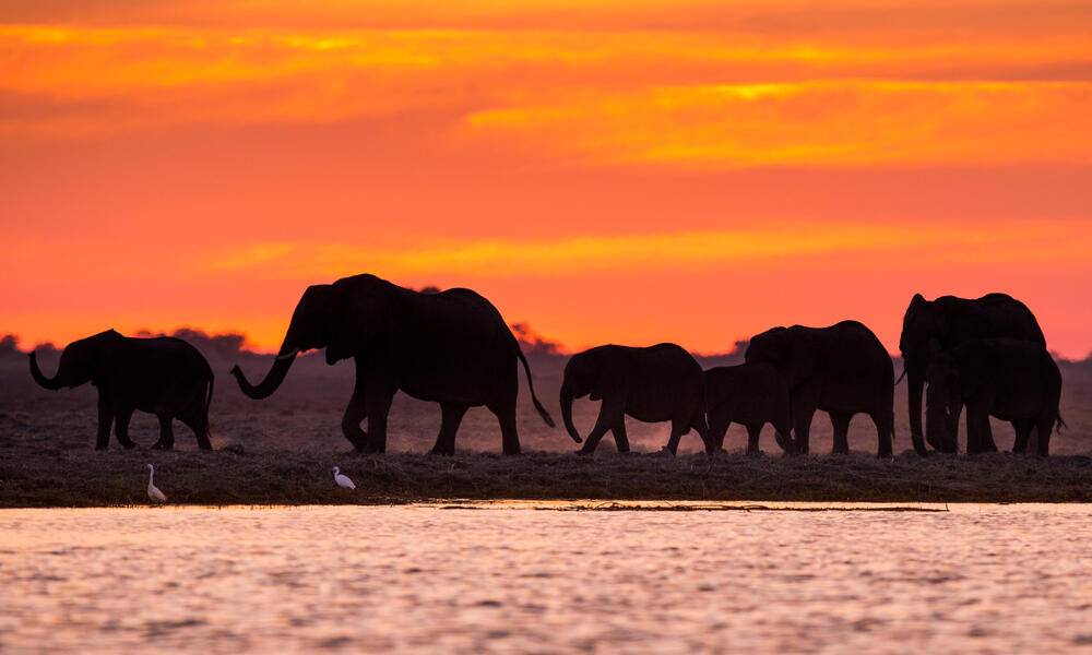 Elephants at sunset in Namibia