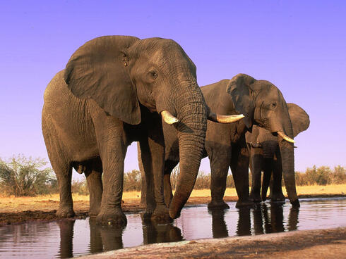 A herd of African elephants at a watering hole