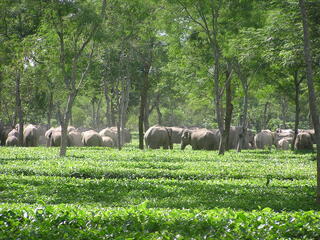Elephants gathered under trees with crops in foreground