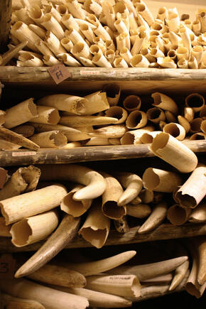 Shelves of elephant tusks confiscated from poachers