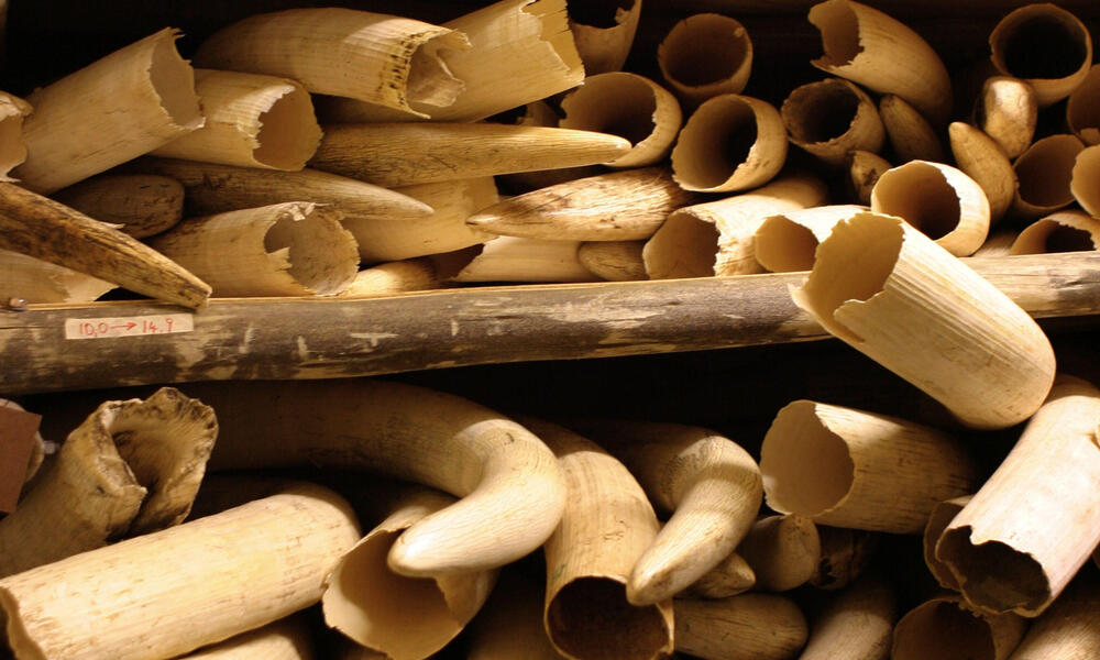 Shelves of elephant tusks confiscated from poachers