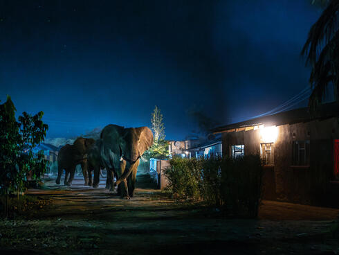 Elephants walking between buildings at night