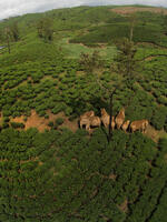 Aerial photo of elephants clustered in cultivated field