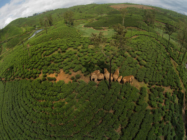 Aerial photo of elephants clustered in cultivated field