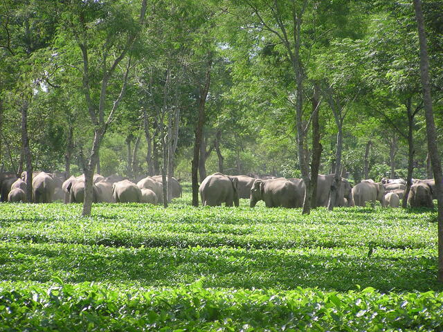 A herd of Asian elephants (Elephas maximus) in a tea estate, North bank programme, India