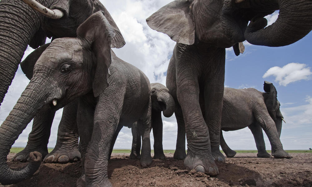 African Elephants