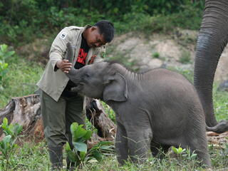 Man playing with a young Sumatran elephant in Tesso Nilo National Park, Indonesia