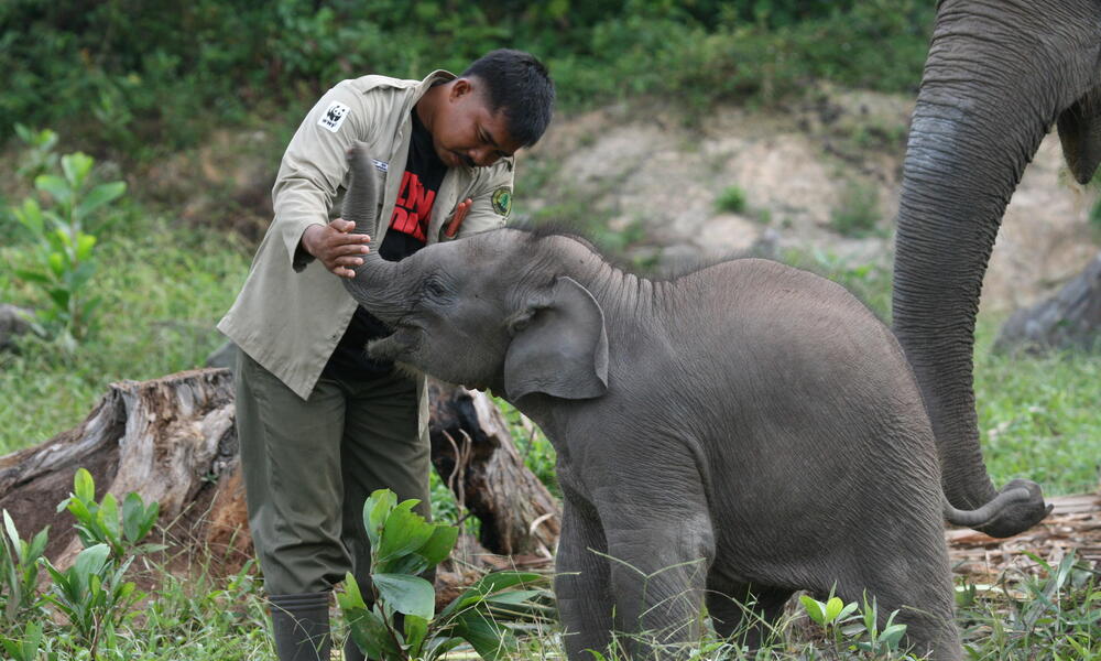 Man playing with a young Sumatran elephant in Tesso Nilo National Park, Indonesia