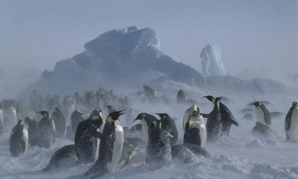 Emperor penguin adults and chicks weathering out a snow storm. 