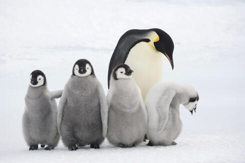 Emperor penguin babies