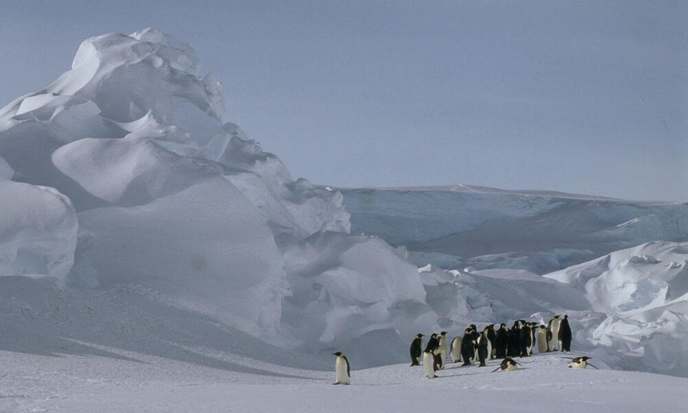 Emperor penguin at Dawson-Lambton Glacier, Antarctica
