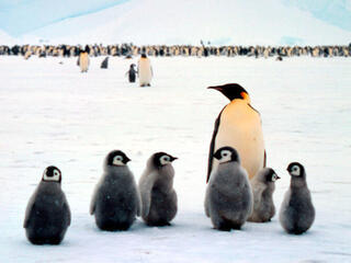 Emperor penguin babies