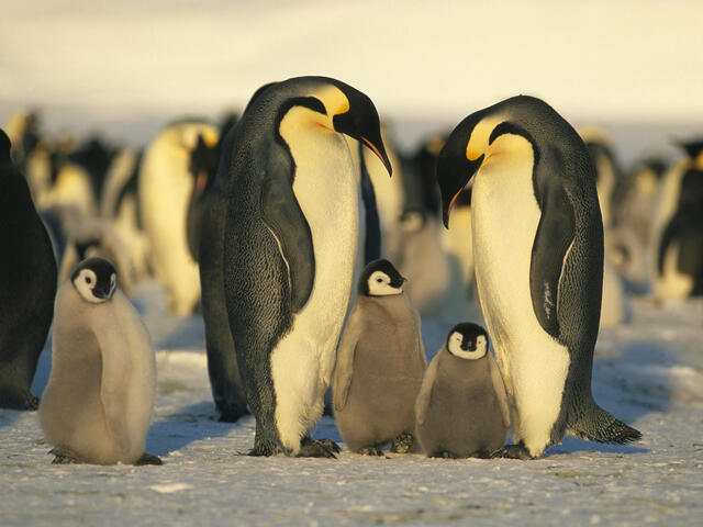 Emperor penguins with chicks